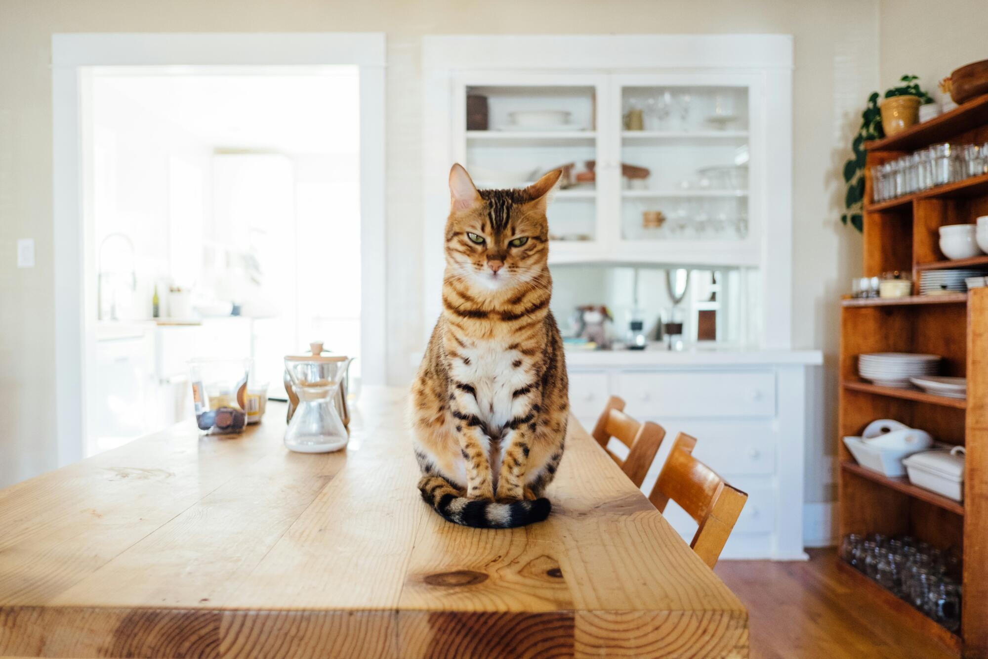 5 Tips for Allowing Pets in a Rental Property in Palmetto, FL